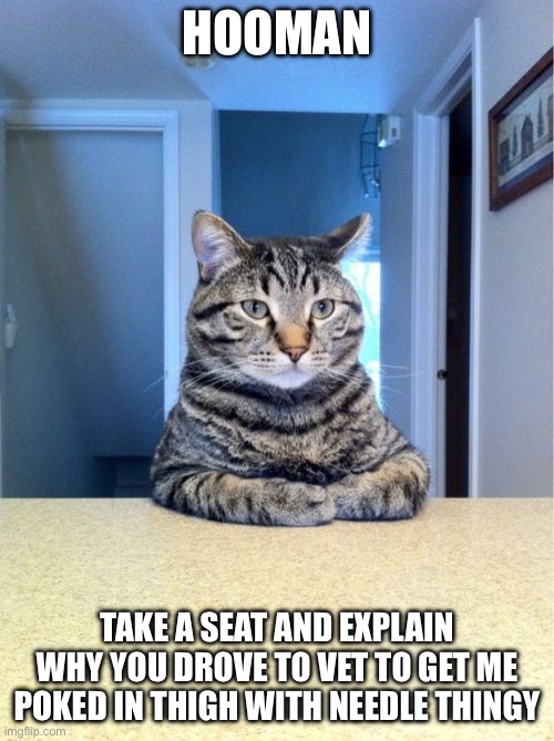 Take A Seat Cat | HOOMAN; TAKE A SEAT AND EXPLAIN WHY YOU DROVE TO VET TO GET ME POKED IN THIGH WITH NEEDLE THINGY | image tagged in memes,take a seat cat | made w/ Imgflip meme maker