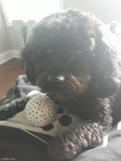 My doggo got a haircut yesterday | made w/ Imgflip meme maker