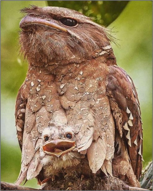 A Tawny Frogmouth And Chick | image tagged in birds,frogmouth | made w/ Imgflip meme maker
