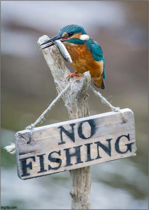 Kingfishers Are Illiterate ! | image tagged in kingfisher,no fishing,illiterate | made w/ Imgflip meme maker