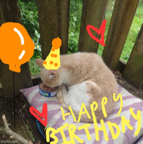 It's my cats birthday :DDDD | image tagged in happy birthday,cats | made w/ Imgflip meme maker