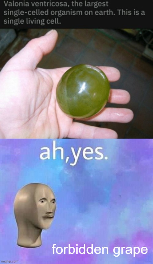 forbidden grape | image tagged in ah yes enslaved | made w/ Imgflip meme maker