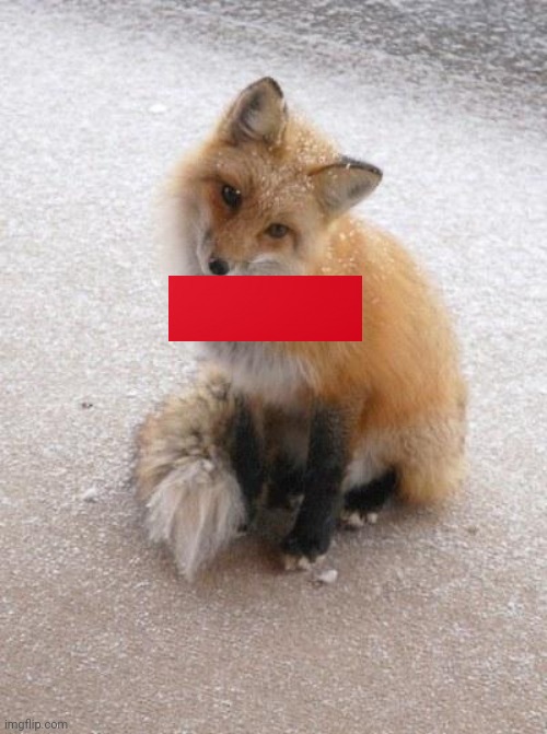 Fox | image tagged in fox | made w/ Imgflip meme maker