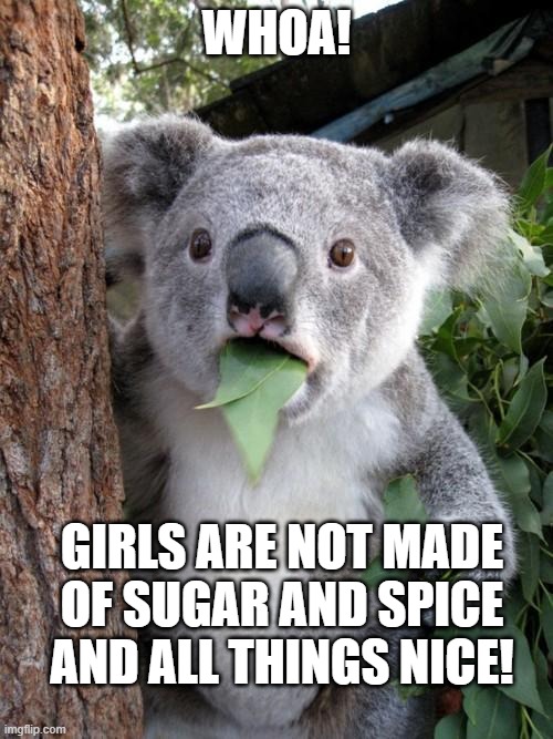 Surprised Koala Meme | WHOA! GIRLS ARE NOT MADE OF SUGAR AND SPICE AND ALL THINGS NICE! | image tagged in memes,surprised koala | made w/ Imgflip meme maker