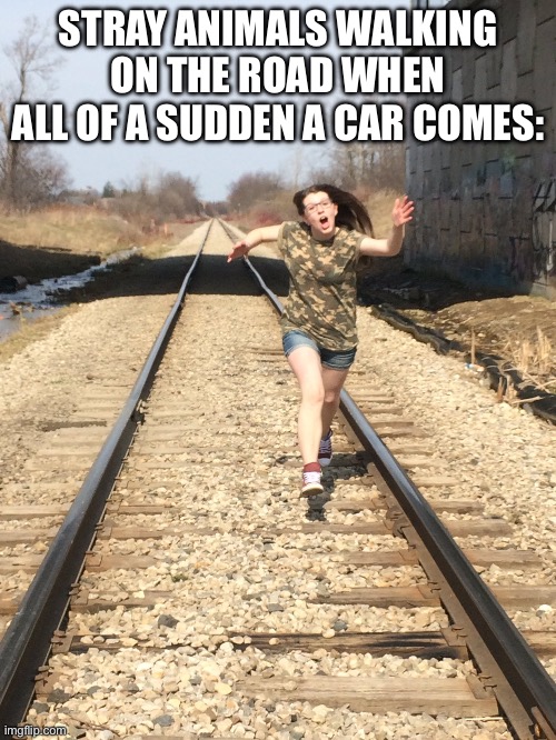 girl running on train tracks | STRAY ANIMALS WALKING ON THE ROAD WHEN ALL OF A SUDDEN A CAR COMES: | image tagged in girl running on train tracks | made w/ Imgflip meme maker