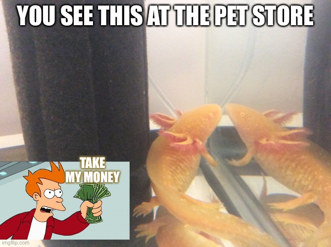 Axolotls are hot | YOU SEE THIS AT THE PET STORE; TAKE MY MONEY | image tagged in axolotl,cute | made w/ Imgflip meme maker