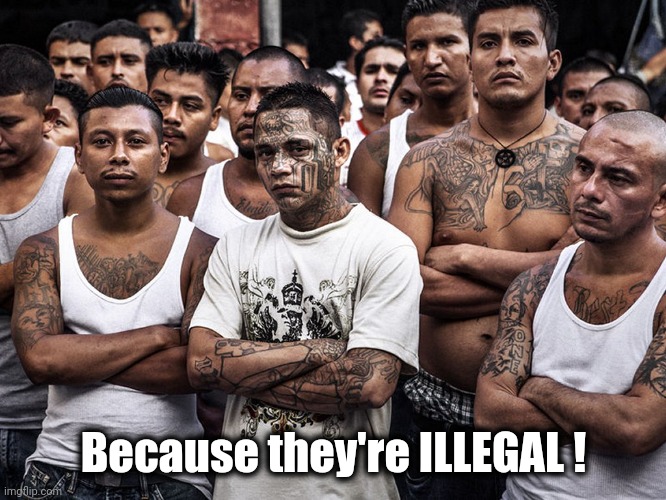 ms-13 dreamers daca | Because they're ILLEGAL ! | image tagged in ms-13 dreamers daca | made w/ Imgflip meme maker