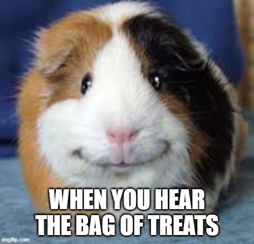 *guinea pig noises* | WHEN YOU HEAR THE BAG OF TREATS | image tagged in guinea pig | made w/ Imgflip meme maker