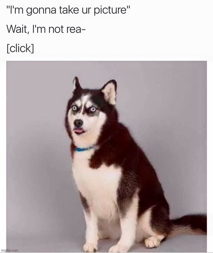 image tagged in memes,funny,dogs | made w/ Imgflip meme maker