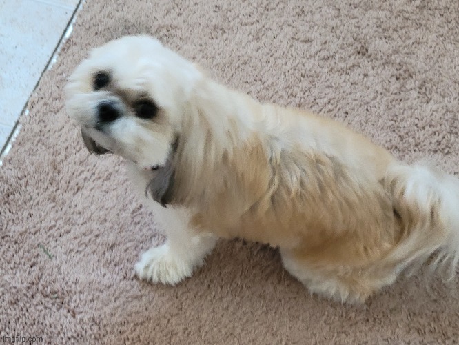 Dog | made w/ Imgflip meme maker