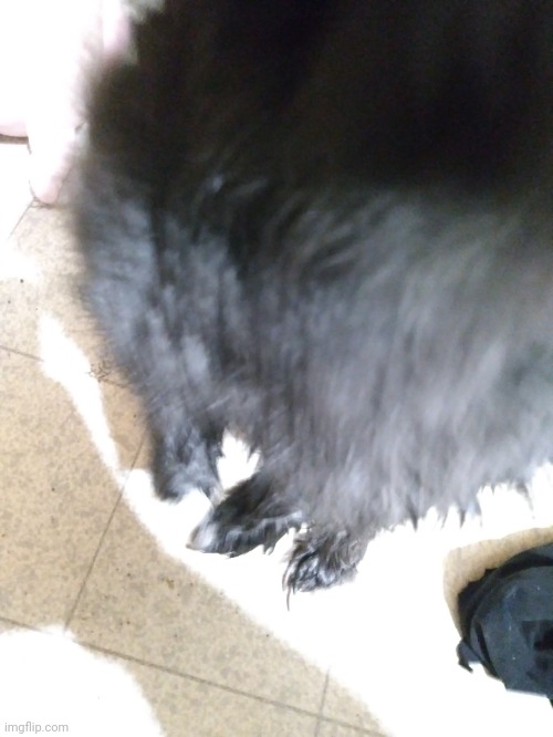 hes so silly fr | made w/ Imgflip meme maker