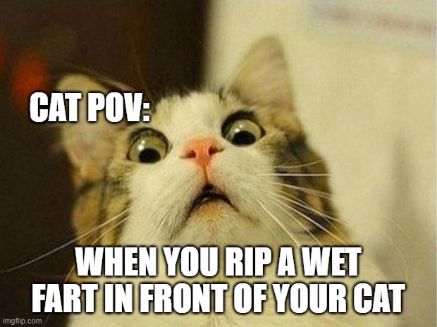Scared Cat | CAT POV:; WHEN YOU RIP A WET FART IN FRONT OF YOUR CAT | image tagged in memes,scared cat | made w/ Imgflip meme maker