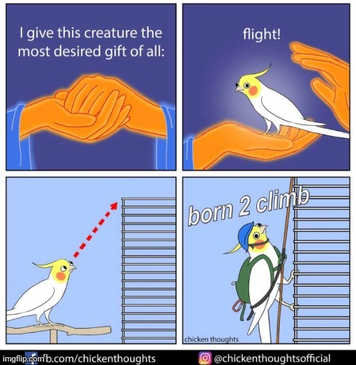 image tagged in birb,frost | made w/ Imgflip meme maker