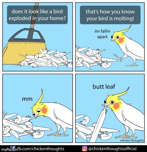 image tagged in birb,frost | made w/ Imgflip meme maker