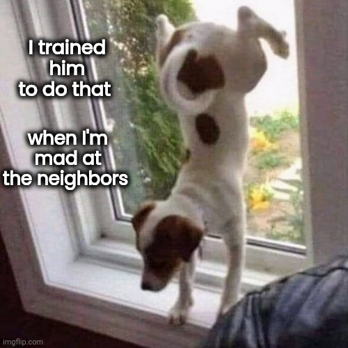 Good Boy | I trained him to do that; when I'm mad at the neighbors | image tagged in does your dog bite,well yes but actually no,look at me,check yourself before you wreck yourself,show off | made w/ Imgflip meme maker