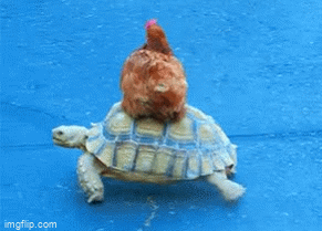 Chicken Riding Meme Chicken riding on a tortoise - Imgflip