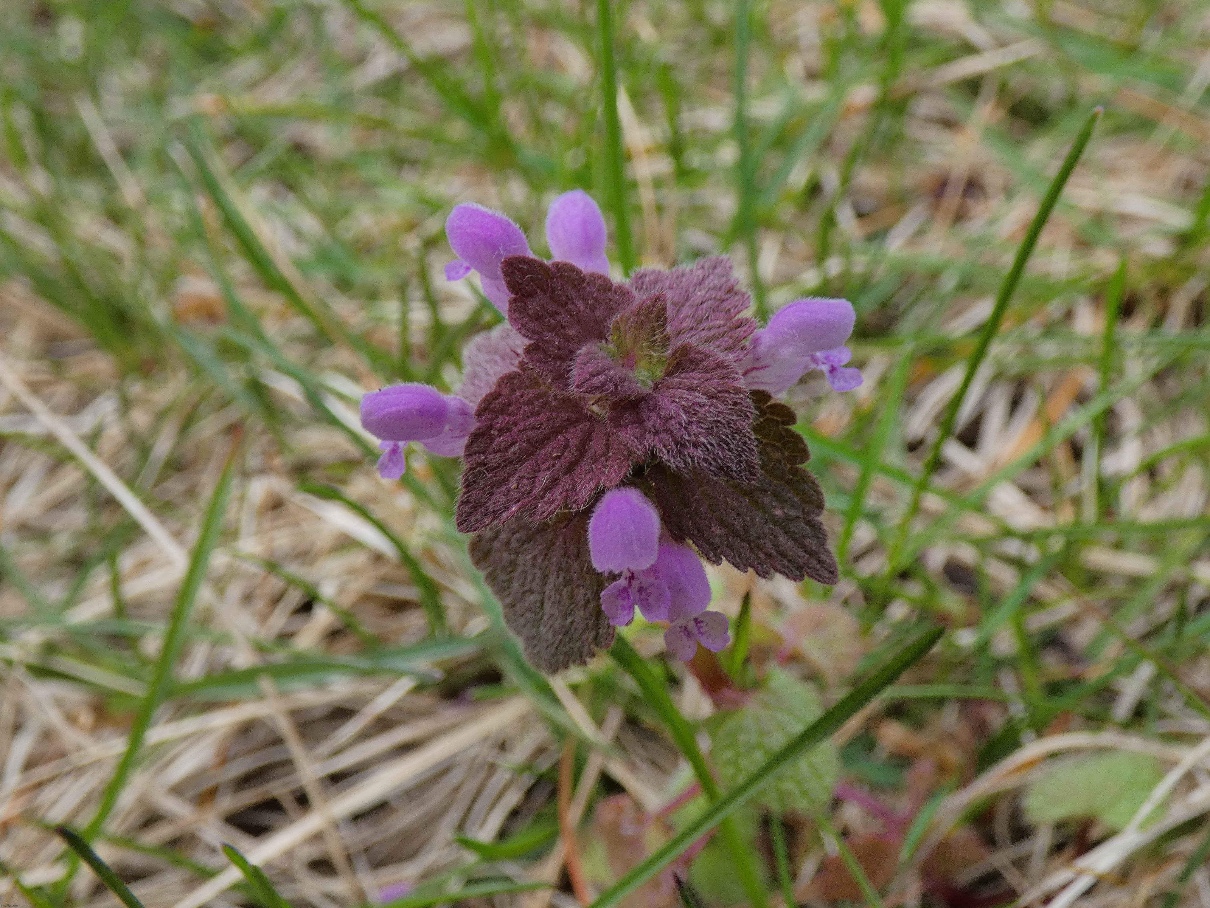 This is a Red-Dead Nettle (not sure if I posted already) | image tagged in share your own photos | made w/ Imgflip meme maker