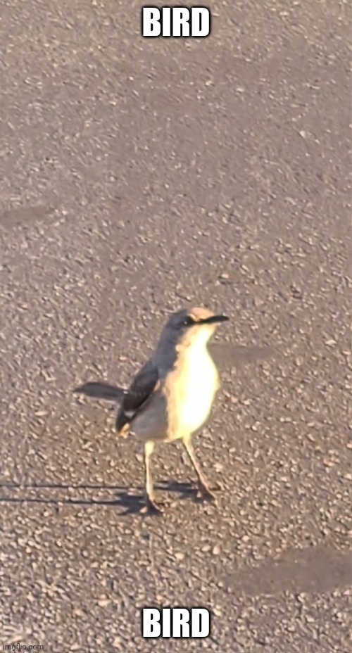 I found this bird outside a Chick-fil-A drive-thru | BIRD; BIRD | image tagged in bird,photography,picture | made w/ Imgflip meme maker