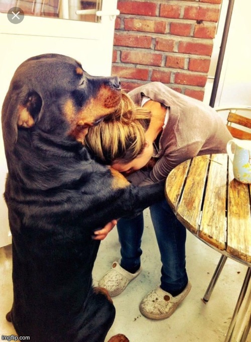 Dog comforting human | image tagged in dog comforting human | made w/ Imgflip meme maker