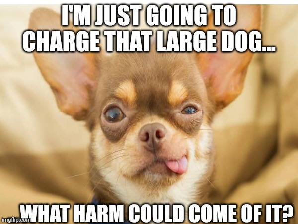 Small dog | I'M JUST GOING TO CHARGE THAT LARGE DOG... ...WHAT HARM COULD COME OF IT? | image tagged in dogs | made w/ Imgflip meme maker