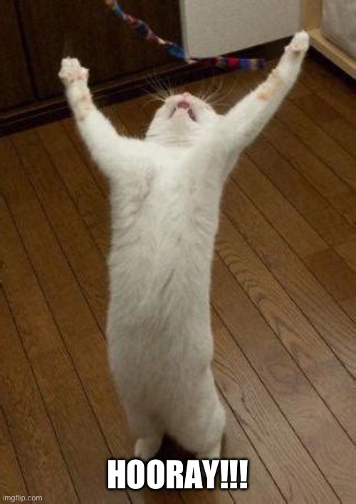 Hooray Cat | HOORAY!!! | image tagged in hooray cat | made w/ Imgflip meme maker