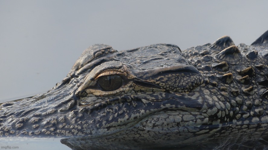 Image of a gator in the pond by my house | image tagged in gator,water,image | made w/ Imgflip meme maker