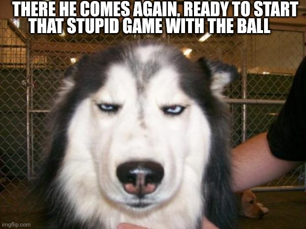 Annoyed Dog | THERE HE COMES AGAIN, READY TO START; THAT STUPID GAME WITH THE BALL | image tagged in annoyed dog | made w/ Imgflip meme maker