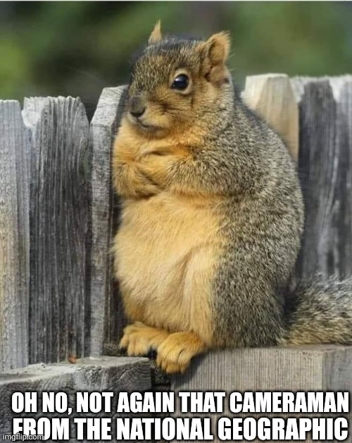 Annoyed Squirrel | OH NO, NOT AGAIN THAT CAMERAMAN; FROM THE NATIONAL GEOGRAPHIC | image tagged in annoyed squirrel | made w/ Imgflip meme maker