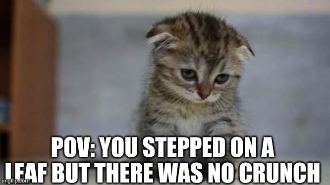 Sad kitten | POV: YOU STEPPED ON A LEAF BUT THERE WAS NO CRUNCH | image tagged in sad kitten | made w/ Imgflip meme maker