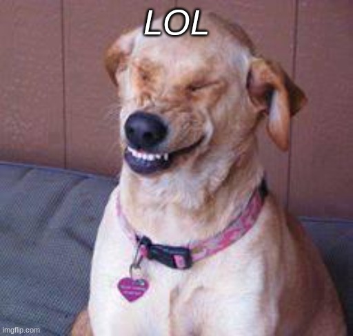 funny dog | LOL | image tagged in funny dog | made w/ Imgflip meme maker