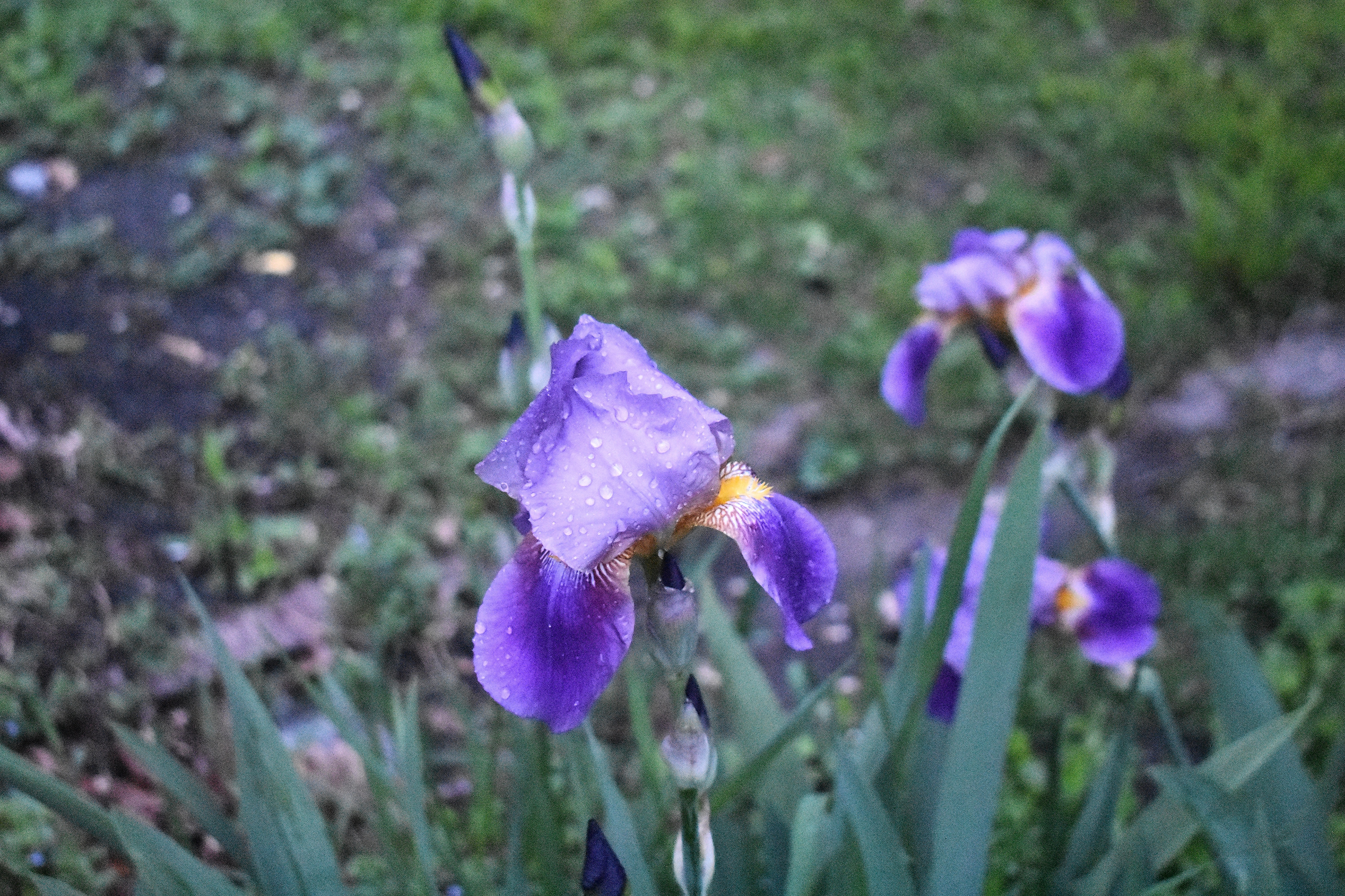 I call this photo: A snapshot of my purple Iris behind the garage after it rained in the dark. | image tagged in purple iris,kewlew | made w/ Imgflip meme maker