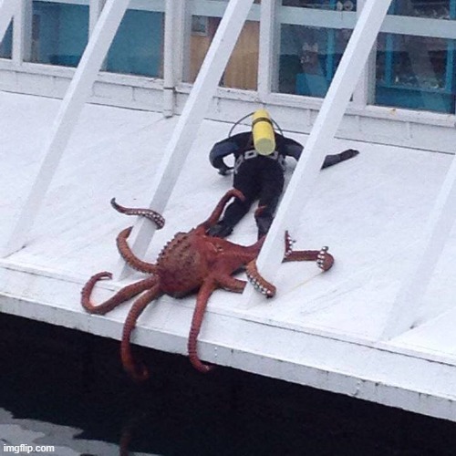 octopus | image tagged in octopus | made w/ Imgflip meme maker