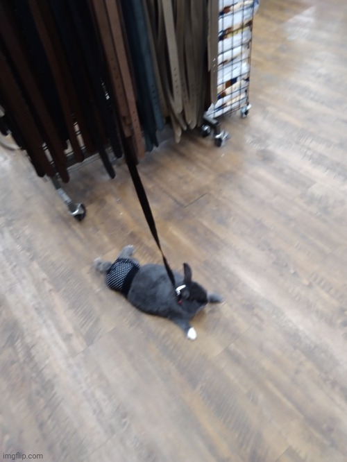 walking my rabbit fr | made w/ Imgflip meme maker