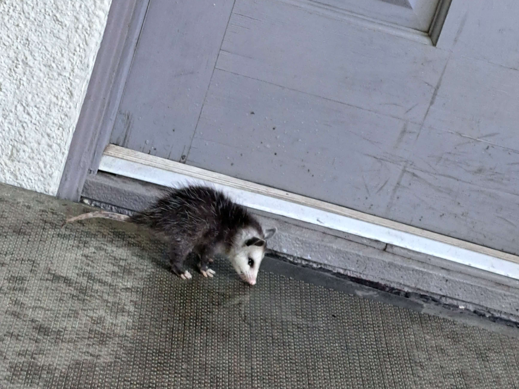 possum at my door Blank Meme Template