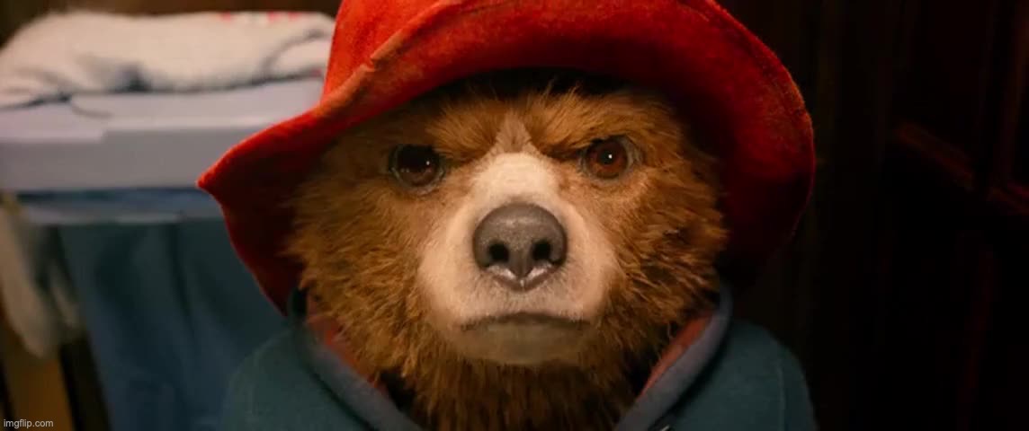 Paddington Bear Hard Stare | image tagged in paddington bear hard stare | made w/ Imgflip meme maker