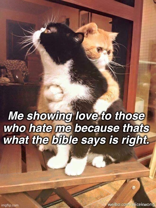 Cat meme I guess | Me showing love to those who hate me because thats what the bible says is right. | image tagged in cats hugging | made w/ Imgflip meme maker