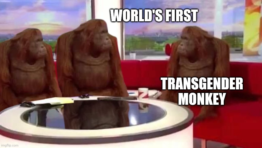 If a human can then a monkey can | WORLD'S FIRST; TRANSGENDER MONKEY | image tagged in where monkey | made w/ Imgflip meme maker