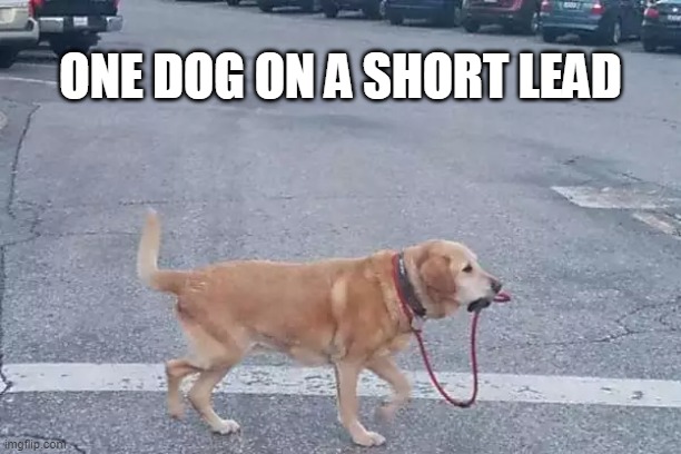 parkrun Dog | ONE DOG ON A SHORT LEAD | image tagged in lead | made w/ Imgflip meme maker