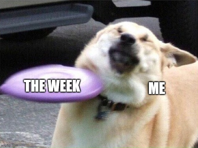 Dog hit by frisbee | THE WEEK; ME | image tagged in dog hit by frisbee,why are you reading this | made w/ Imgflip meme maker