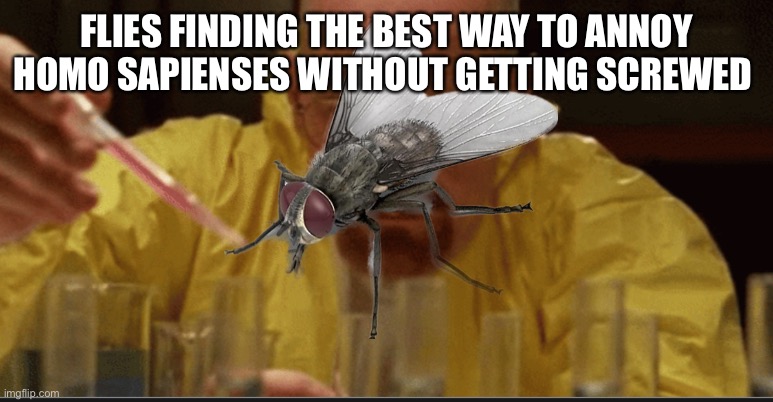 Fly Scientists be like | FLIES FINDING THE BEST WAY TO ANNOY HOMO SAPIENSES WITHOUT GETTING SCREWED | image tagged in science | made w/ Imgflip meme maker