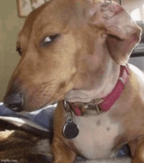 Side eye dog | image tagged in side eye dog | made w/ Imgflip meme maker