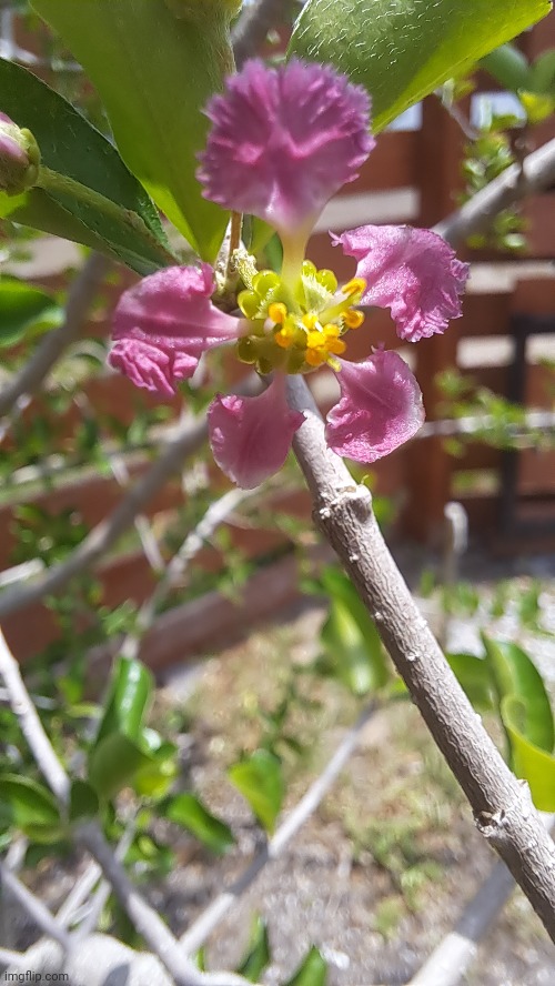 Flower on a cherry tree at my bosses house | image tagged in image,flower,cherry,photography | made w/ Imgflip meme maker