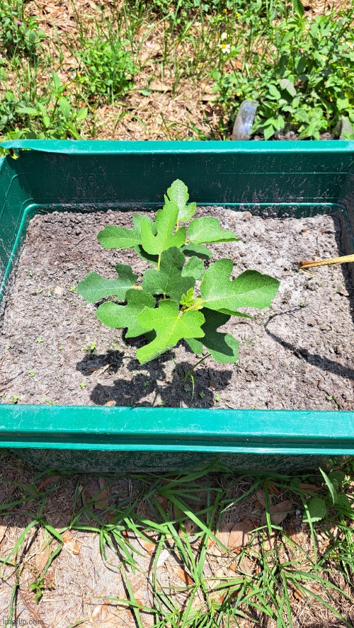 I'm growing a fig tree day 1 | image tagged in plant,growth,daily | made w/ Imgflip meme maker