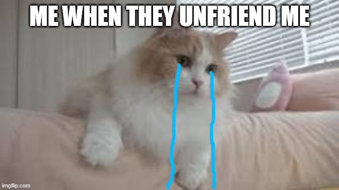 LOST A FRIEND? D: | ME WHEN THEY UNFRIEND ME | image tagged in sad,cat,sad cat | made w/ Imgflip meme maker