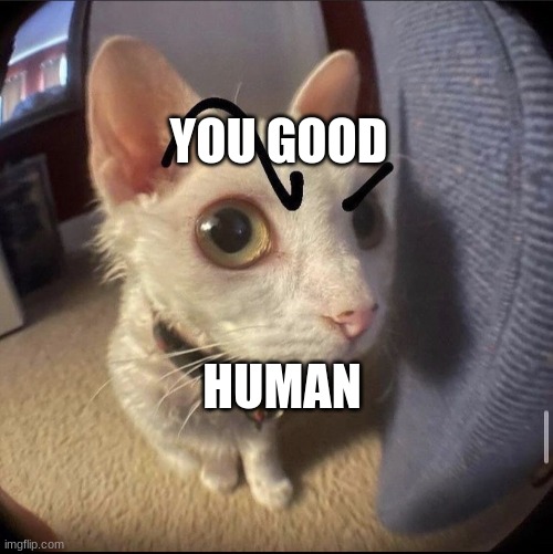 the cat | YOU GOOD; HUMAN | image tagged in the cat | made w/ Imgflip meme maker