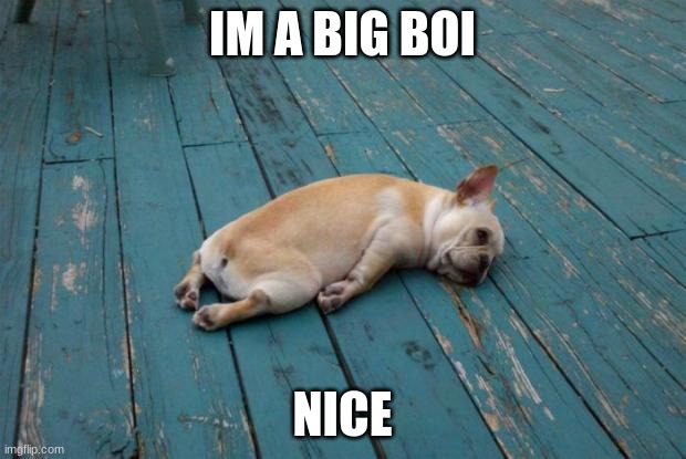 Tired dog | IM A BIG BOI; NICE | image tagged in tired dog | made w/ Imgflip meme maker