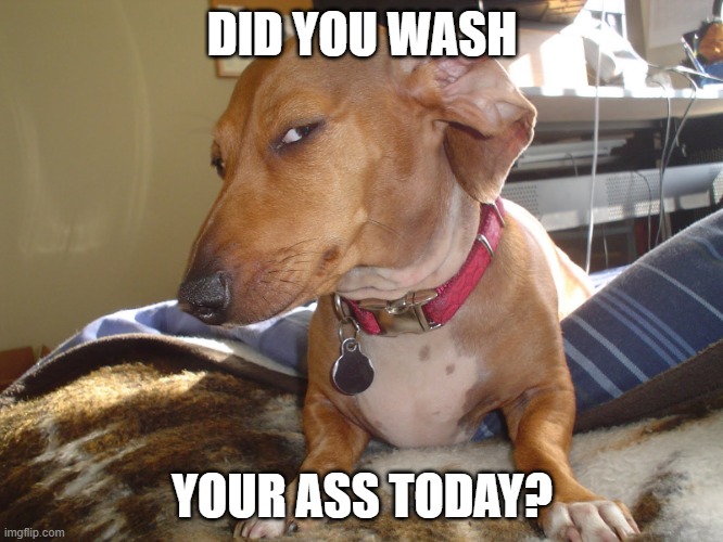Suspicious Dog | DID YOU WASH; YOUR ASS TODAY? | image tagged in suspicious dog | made w/ Imgflip meme maker