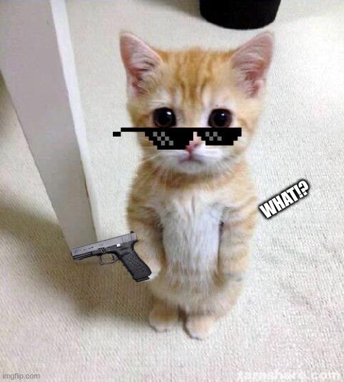 Cute Cat | WHAT!? | image tagged in memes,cute cat | made w/ Imgflip meme maker