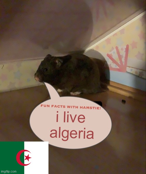 fuk facts with hamstie live algeria | i live 
algeria | image tagged in fun facts with hamstie | made w/ Imgflip meme maker