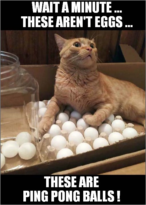 This Cat  Was Hoping It Was Crushing Time ! | WAIT A MINUTE ...
   THESE AREN'T EGGS ... THESE ARE PING PONG BALLS ! | image tagged in cats,eggs,ping ping balls,disappointment | made w/ Imgflip meme maker